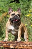 BOULEDOGUE FRANCAIS 006